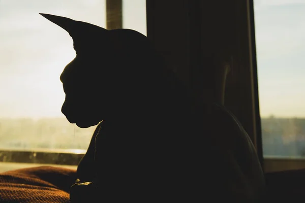 Silhouette Chat Sphynx Adorable Animal Animal Domestique — Photo