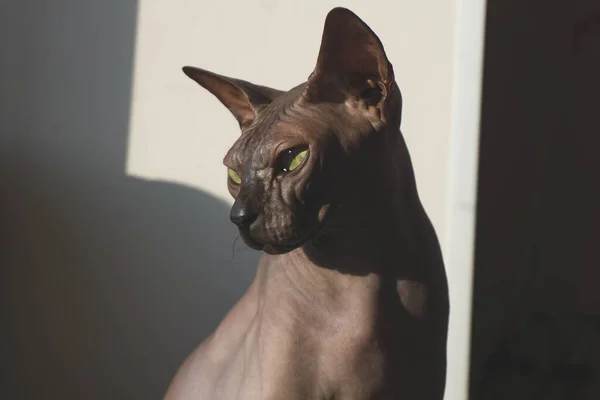 Chat Sphynx Gris Animal Domestique Race Pure Adorable Animal Compagnie — Photo