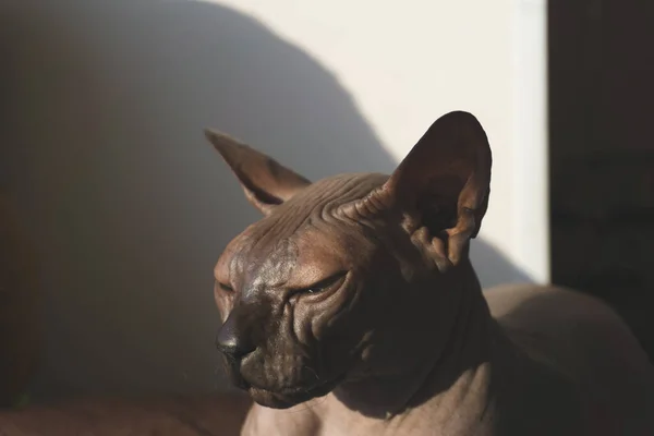 Šedá Sphynxová Kočka Domácí Čistokrevné Zvíře Roztomilý Mazlíček — Stock fotografie
