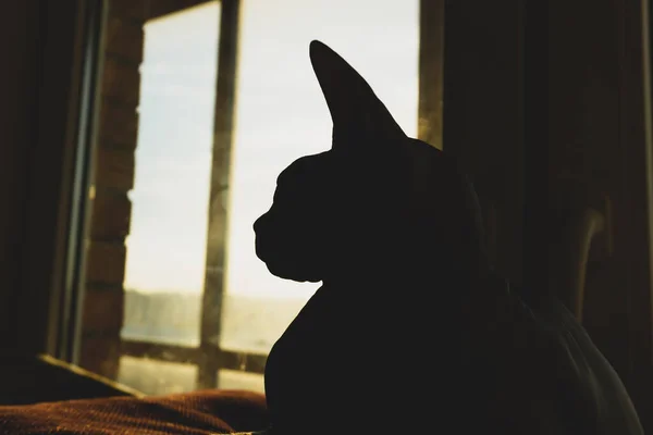 Silhouette Chat Sphynx Adorable Animal Animal Domestique — Photo