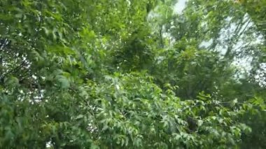 Pencere yansıması arızaları ile rüzgarda hareket eden yapraklar