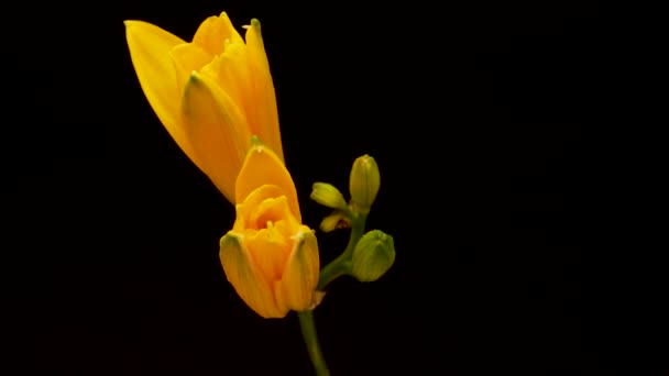 Tavaszi virágok napja liliom nyílik. Virágzó gyönyörű virágok fekete háttér. Időintervallum. — Stock videók