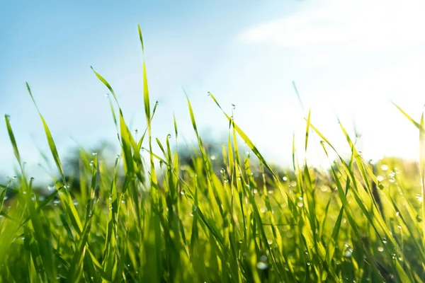 Spring season sunny morning in the garden, lawn with drops of water dew. Lawn blur with soft light for background. — Stock Photo, Image