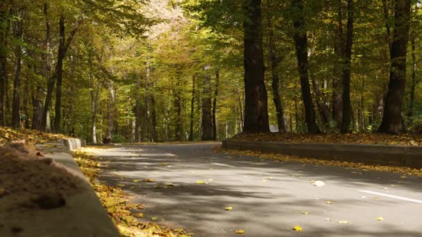 Samochód jadący pustą leśną drogą, zaśmiecony jesiennymi liśćmi. Jesienne liście klonu. Jesienny park lub las. — Wideo stockowe