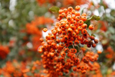 Firethorn ya da Pyracantha, parlak turuncu böğürtlenli dekoratif bahçe çalısı. Sonbaharda Pyracantha portakal meyvelerini yakın, seçici odak.