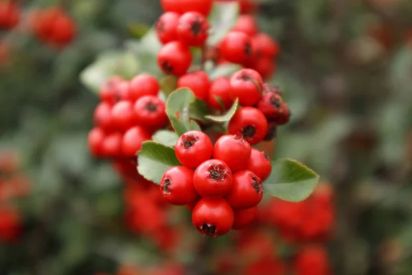 Espinheiro ou Pyracantha, arbusto de jardim decorativo com bagas vermelhas brilhantes. Close up de bagas vermelhas Pyracantha no outono, foco seletivo. — Fotografia de Stock