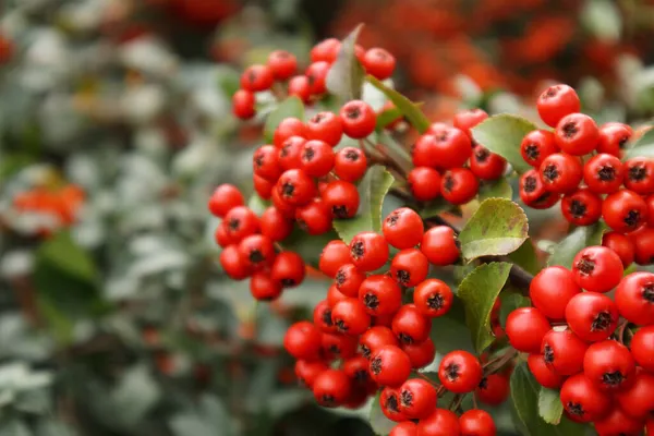 Espinheiro ou Pyracantha, arbusto de jardim decorativo com bagas vermelhas brilhantes. Close up de bagas vermelhas Pyracantha no outono, foco seletivo. — Fotografia de Stock