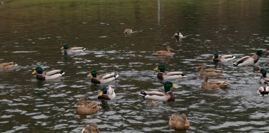 Vahşi ördekler nehir boyunca yüzer. Bahar günü.
