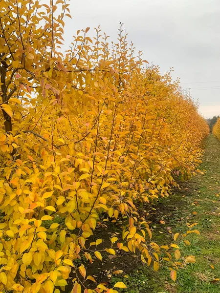 Huerto Peras Otoño Con Hojas Color Amarillo Brillante — Foto de Stock