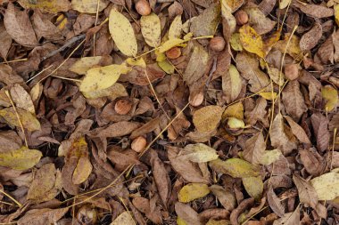 Ceviz hasadı. Bahçedeki sarı yaprakların üzerinde ceviz.