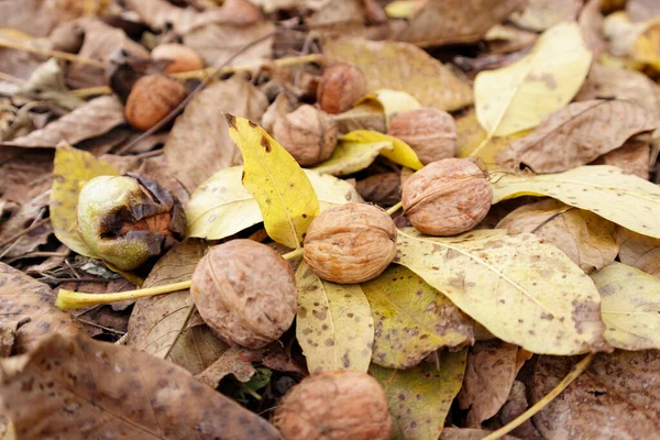 Walnut harvest. Walnuts on the yellow leaves in garden. — Stockfoto