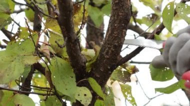 Meyve bahçesinde kayısı budamak. Kayısı bahçesinde bir ağaç dalını kesen adam.