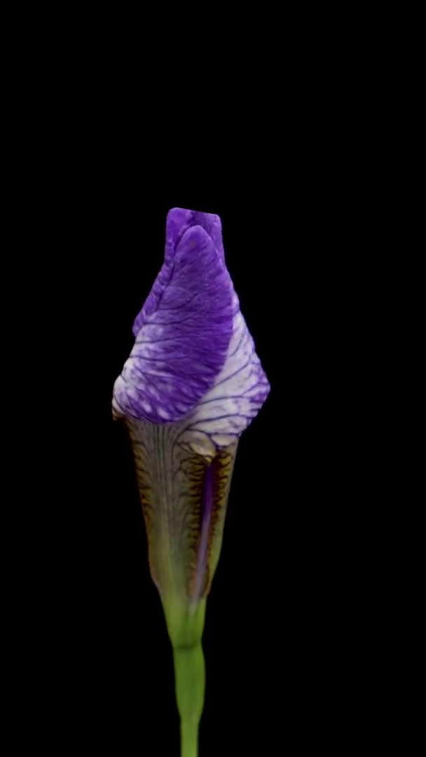 Vidéo verticale Time-lapse de fleur d'iris bleu croissant. Fleur de printemps iris fleurissant sur fond noir. — Video