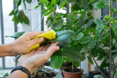 Ev bitkileriyle ilgilenen bir adam. Ev bitkisi bakım konsepti.