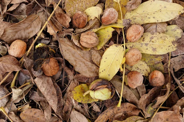 Walnut harvest. Walnuts on the yellow leaves in garden. — Stock Photo, Image