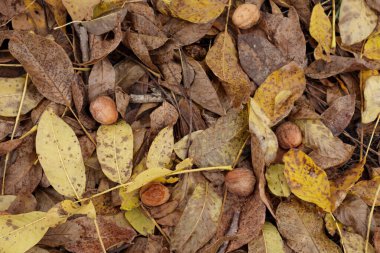 Ceviz hasadı. Bahçedeki sarı yaprakların üzerinde ceviz.