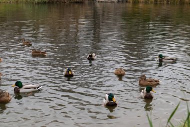 Vahşi ördekler nehirde canlı bir doğada yüzerler..