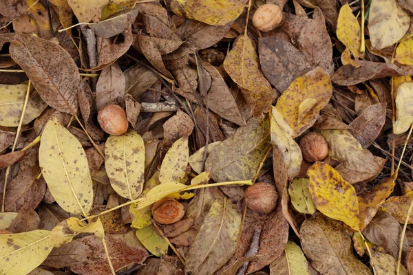 Ceviz hasadı. Bahçedeki sarı yaprakların üzerinde ceviz.