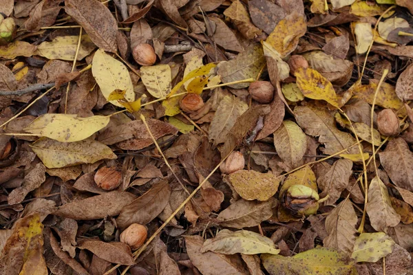 Ceviz hasadı. Bahçedeki sarı yaprakların üzerinde ceviz.