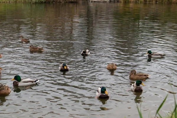 Vahşi ördekler nehirde canlı bir doğada yüzerler..