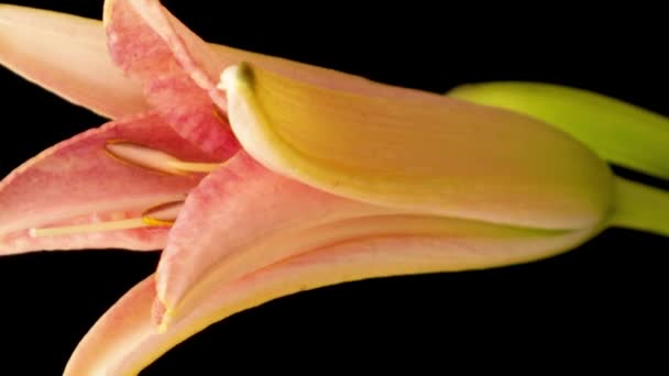 Vertical video. Spring flowers day lily opening. Blooming of beautiful flowers on black background. Timelapse. — Vídeo de Stock