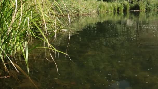 가을 호수에서 헤엄치는 야생 오리. 오리 의갑 옷. — 비디오