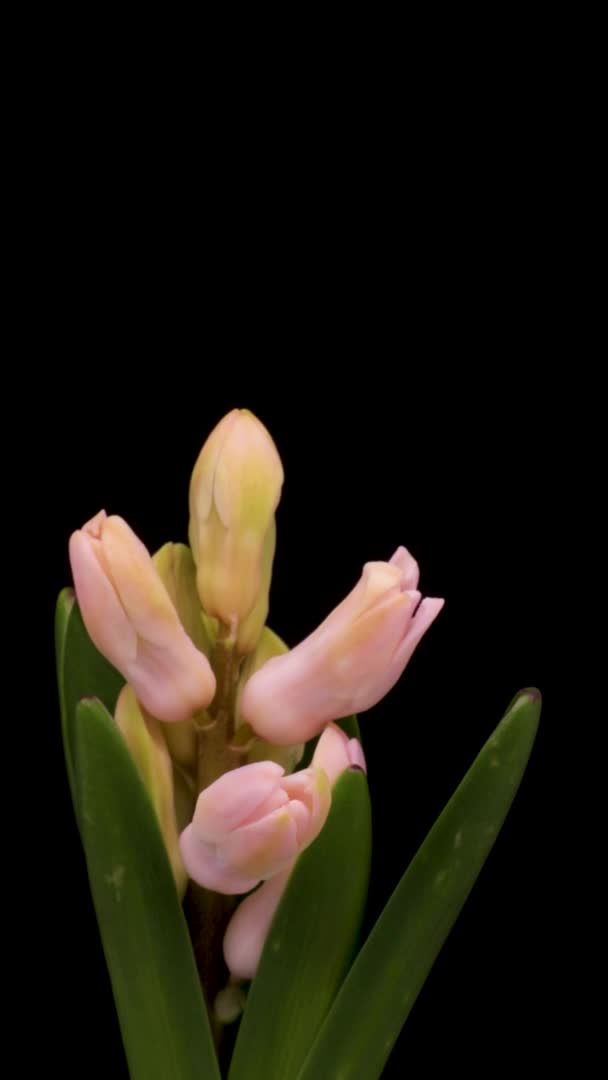 Vertical video. Spring flowers Hyacinth opening. Blooming of beautiful flowers on black background. Timelapse. — Stock Video