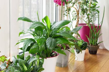 Pencere pervazındaki saksıda yeşil çiçekler. Evde bahçe işleri, ev hobileri konsepti.