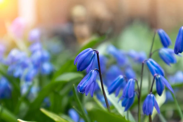 Fiori blu nel giardino primaverile. I fiori di primavera Scilla siberica — Foto Stock