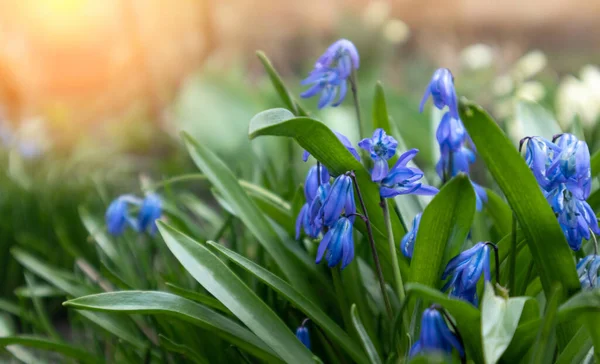 Синие цветы в весеннем саду. Spring Flowers Scilla siberica — стоковое фото