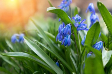 Bahar bahçesinde mavi çiçekler. Bahar Çiçekleri Scilla Siberica