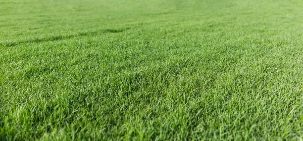 Close up of green lawn on a sunny day. Selective focus. — Stock Photo, Image