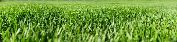晴れた日には緑の芝生を閉じてください 選択的焦点 — ストック写真
