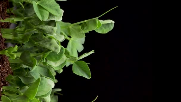 Καλλιέργεια φυτών την άνοιξη, time lapse, βλαστήσεις βλαστήσει νεογέννητο μπιζέλι microgreen σε μαύρο φόντο, Κάθετη πλάνα — Αρχείο Βίντεο