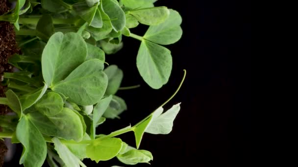 春天里生长的植物，时光流逝，发芽的豆芽，微绿色的黑色背景，垂直的画面 — 图库视频影像
