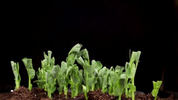 Pěstování rostlin na jaře, časová prodleva, klíčky klíčení novorozence hrášek microgreen v černém pozadí. — Stock video