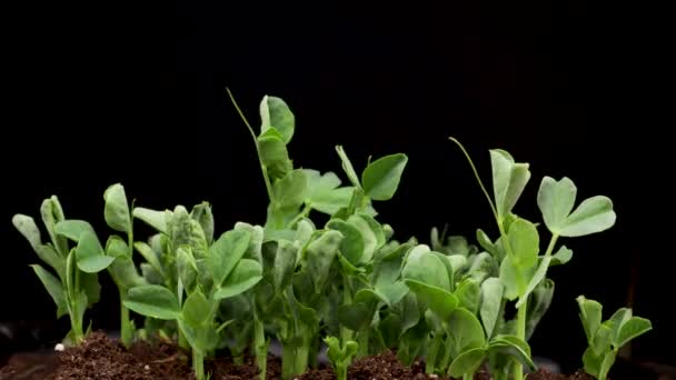 Cultivo de plantas en primavera, lapso de tiempo, germinación de brotes de guisante recién nacido microverde en fondo negro. — Vídeos de Stock