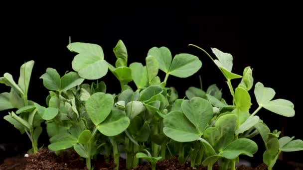 Groeiende planten in het voorjaar, time lapse, Sprouts kieming pasgeboren erwt microgroen in zwarte achtergrond. — Stockvideo