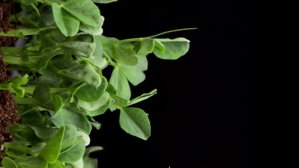 Выращивание растений весной, время истекло, ростки прорастания новорожденного гороха микрозеленого в черном фоне, вертикальные кадры — стоковое видео