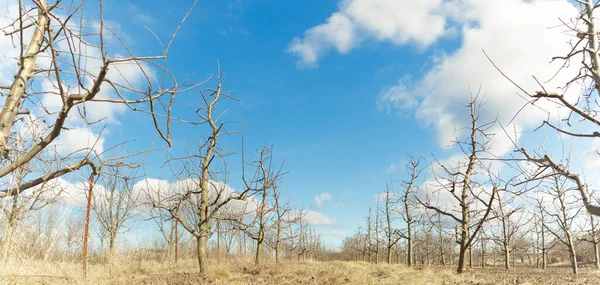 Poda de macieira no pomar. Um pomar de maçã ao sol em um dia de céu azul. — Fotografia de Stock