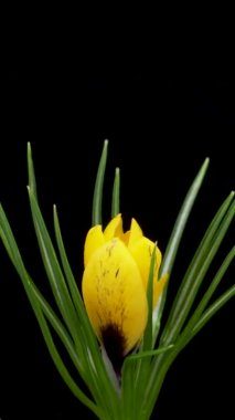 Büyüyen sarı Crocus çiçeğinin hızlandırılmış hali. Siyah arka planda açan bahar çiçeği Crocus.