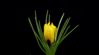Büyüyen sarı Crocus çiçeğinin hızlandırılmış hali. Siyah arka planda açan bahar çiçeği Crocus.