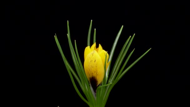 Time-lapse of growing yellow Crocus flower (en inglés). Flor de primavera Crocus floreciendo sobre fondo negro. — Vídeos de Stock