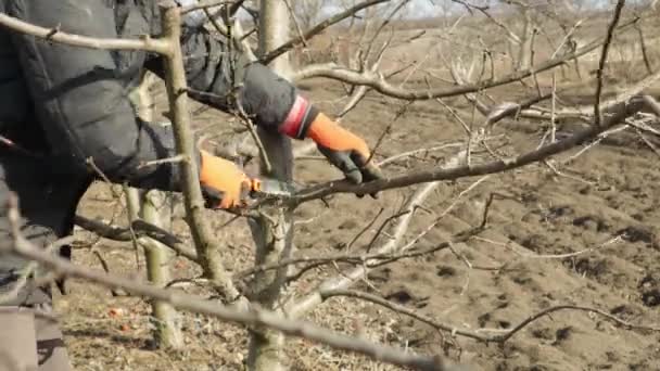 Poda de manzano en huerto. Hombre aserrando una rama de árbol en huerto de manzanas. — Vídeo de stock