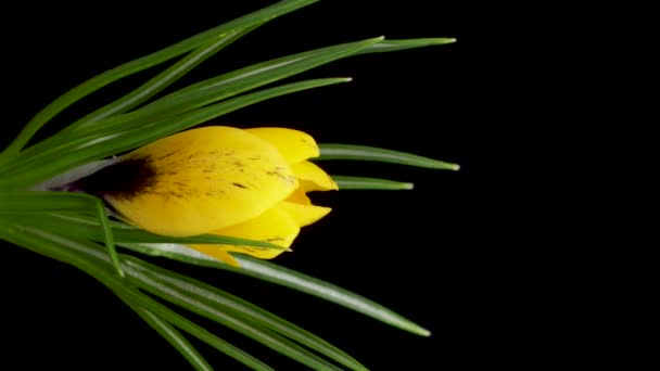A sárga krokusz virág termesztésének ideje lejárt. Tavaszi virág Crocus virágzik a fekete háttér. — Stock videók