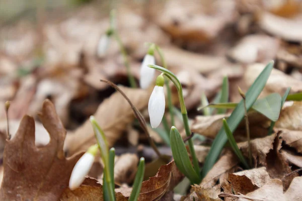 Galanthus nivalis In the forest in the wild in spring snowdrops bloom. — Stock Photo, Image