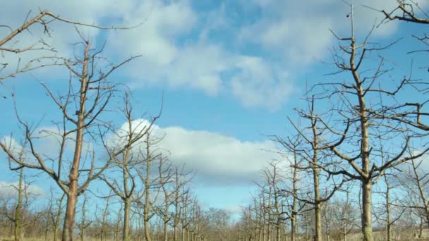 Time lapse, μπλε ουρανός με σύννεφα στον οπωρώνα μήλου. — Αρχείο Βίντεο