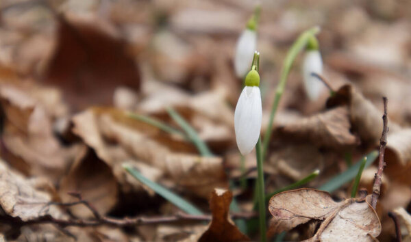 Galanthus nivalis In the forest in the wild in spring snowdrops bloom. Selective focus