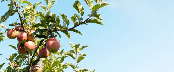 Huerto de manzanas. Manzanas maduras en el jardín listas para la cosecha. — Foto de Stock