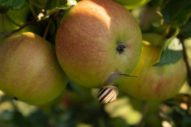 Elma bahçesi. Bahçedeki olgun elmalar hasat için hazır..
